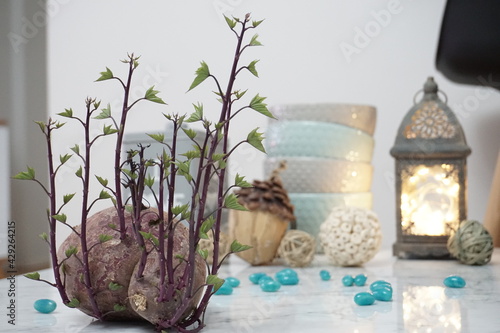 Home interior composition with living potato sprout 1