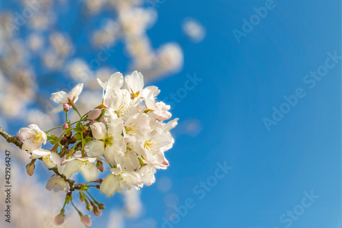 Fototapeta Naklejka Na Ścianę i Meble -  青空を背景に、コピースペースのある満開の桜の花のクローズアップ