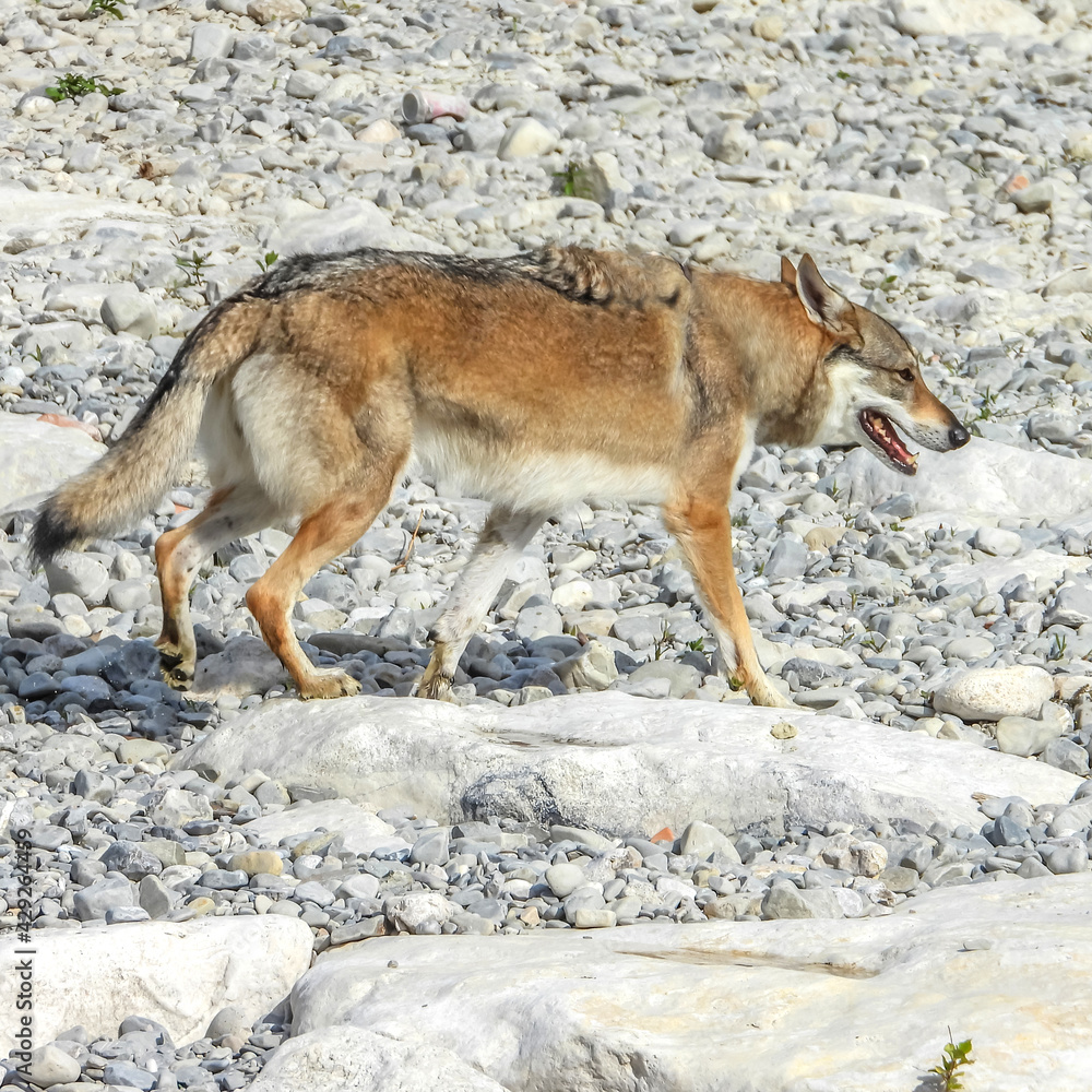 Obraz premium Loup de Tchécoslovaquie
