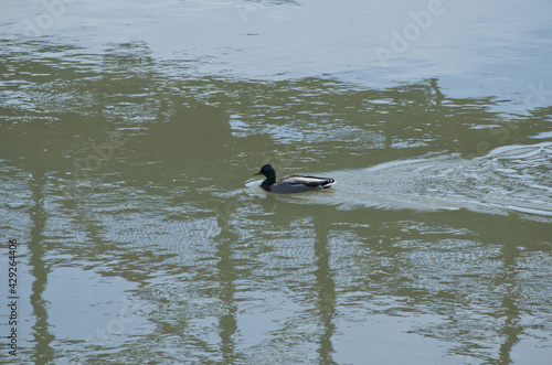 A Male Mallard Duck in Water