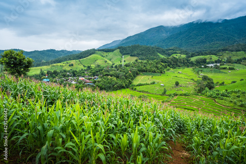 Corn farm plantation on hill landscape with Mountain View background