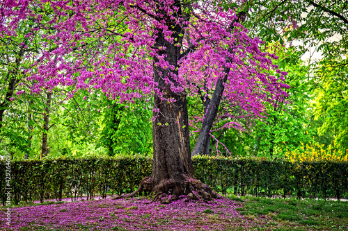 Flowering Judas-tree in the garden in Madrid, Spain