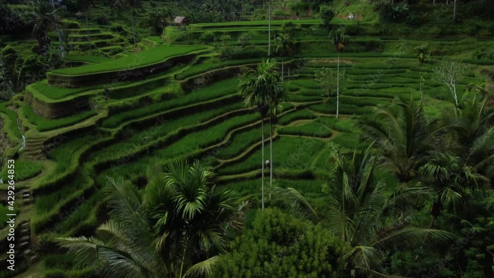 Aerial view on farmer collects rice on beautiful rice terrace in Tegalalang Rice Terrace between palm trees in Bali Indonesia. High quality 4k aerial footage Aerial view on farmer collects rice on beautiful rice terrace in Tegalalang Rice Terrace between palm trees in Bali Indonesia. High quality 4k aerial footage