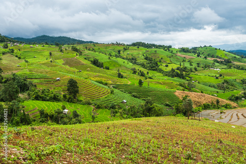 Corn farm plantation on hill landscape with Mountain View background