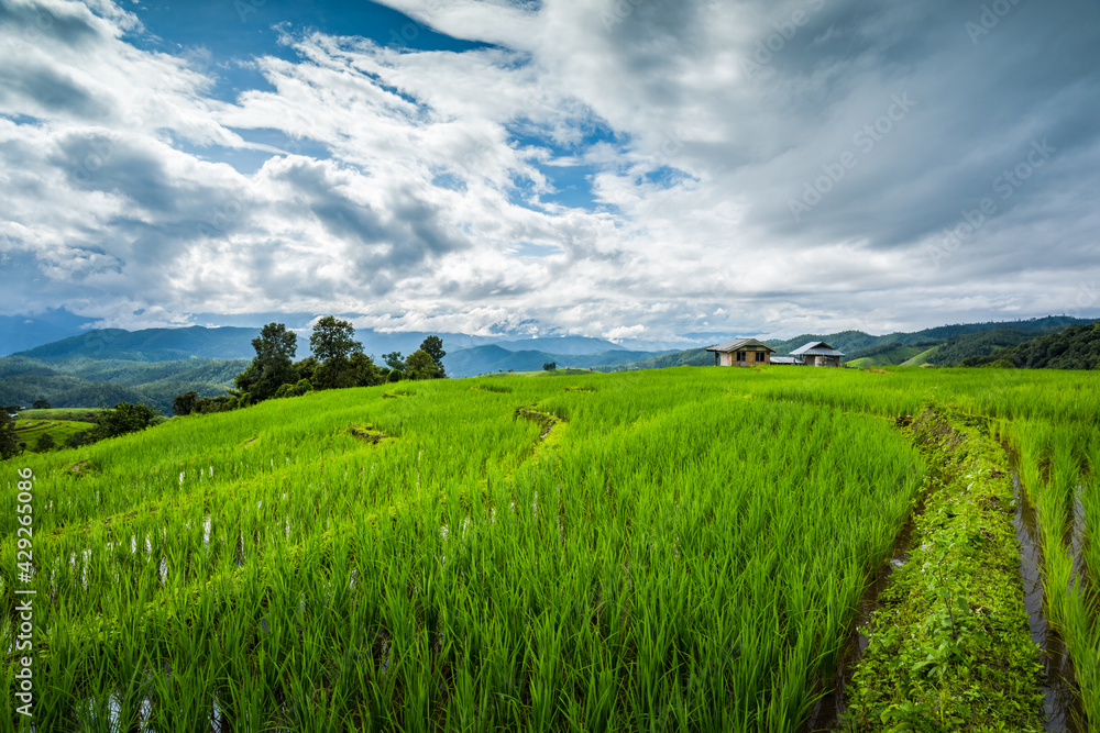 Paddy Rice Field Plantation Landscape with Mountain View Background Paddy Rice Field Plantation Landscape with Mountain View Background