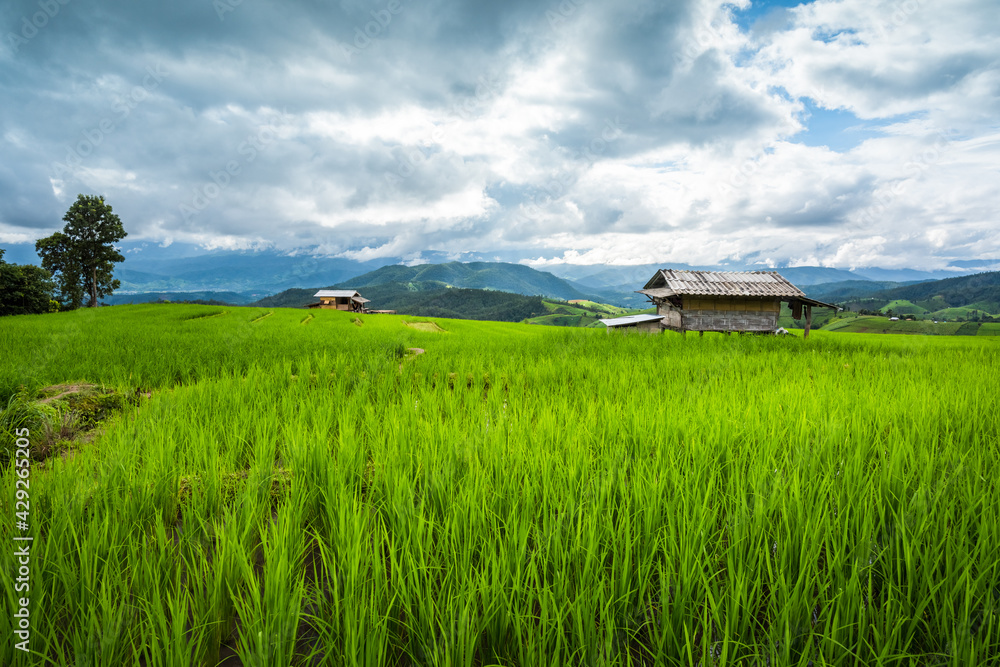 Paddy Rice Field Plantation Landscape with Mountain View Background