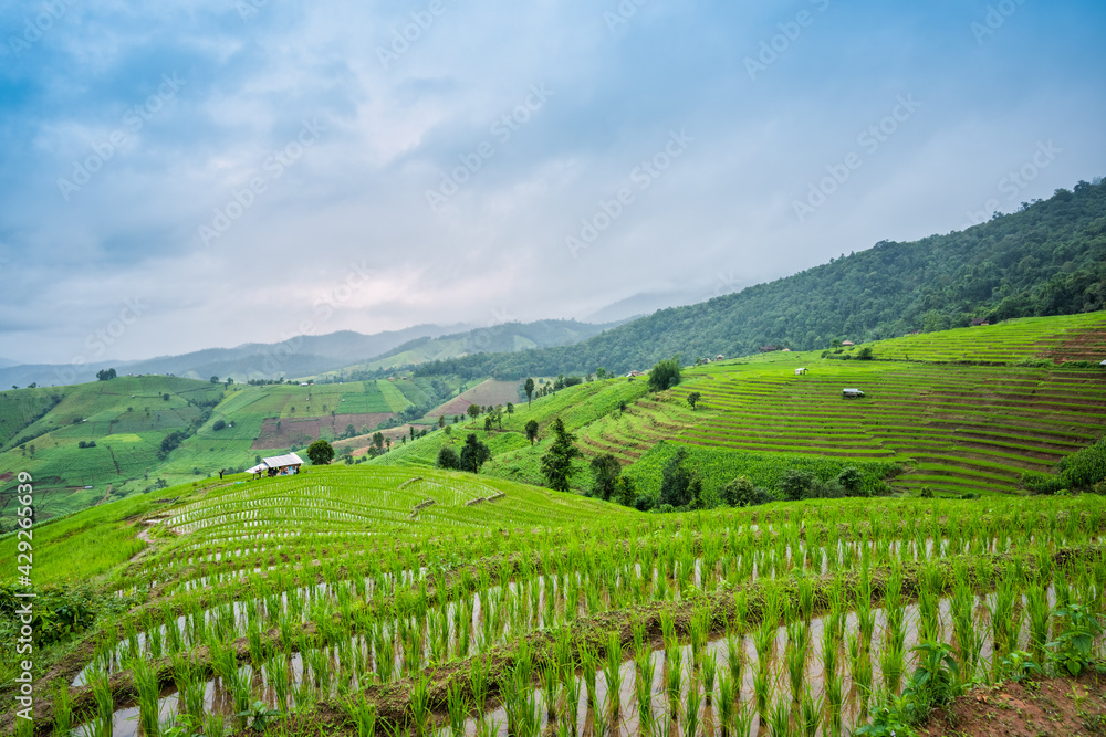 Fototapeta premium Paddy Rice Field Plantation Landscape with Mountain View Background