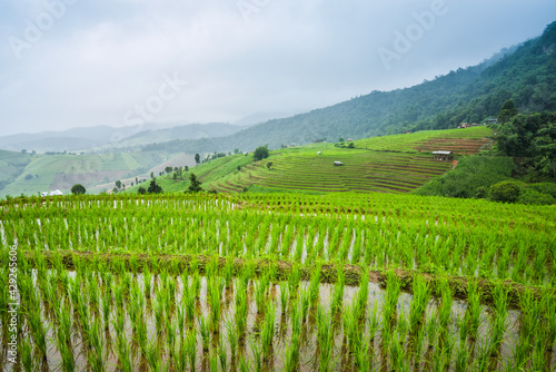 Paddy Rice Field Plantation Landscape with Mountain View Background