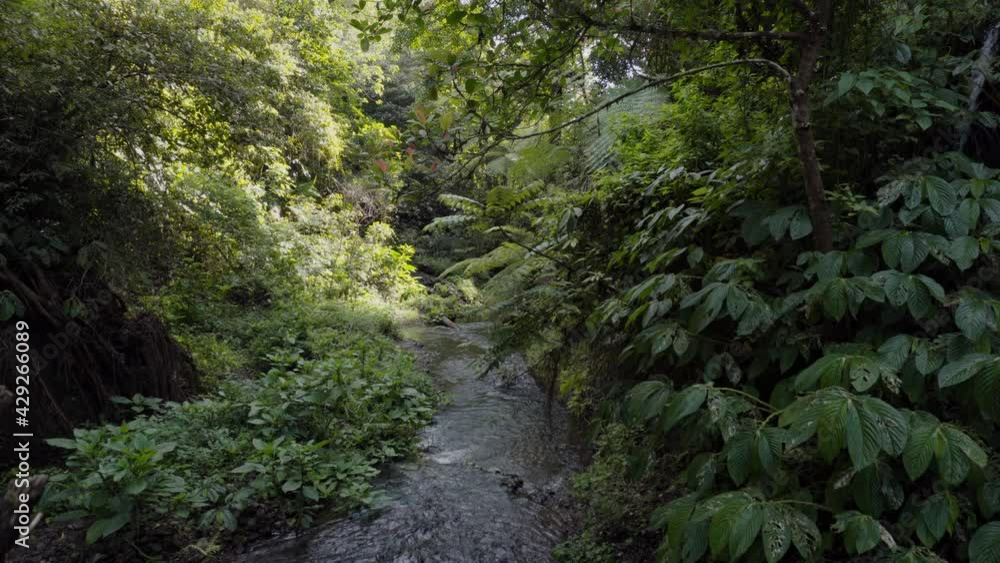 Stream with the clear water in tropical forest at Bali Stream with the clear water in tropical forest at Bali