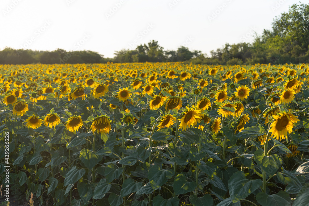 Obraz premium Yellow field of sunflowers on the sunset. Agriculture. Countryside.