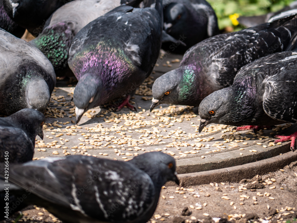 street pigeons peck grain from the sewer hatch. color street pigeons peck grain from the sewer hatch. color