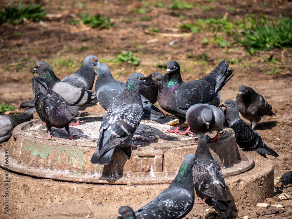 Fototapeta premium street pigeons peck grain from the sewer hatch. color