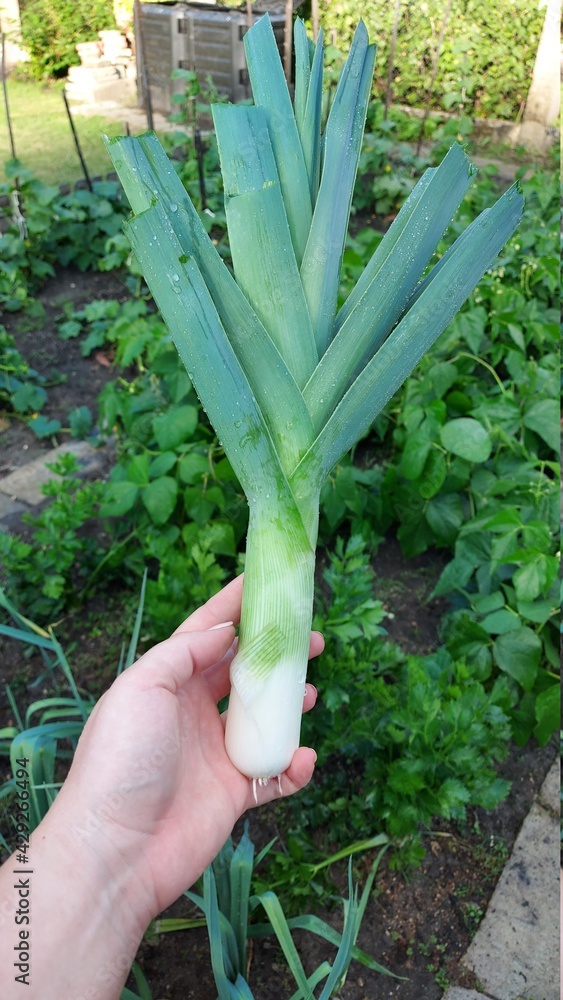 Obraz premium Leek vegetable