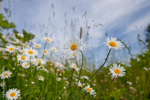 Chamomile flowers against the sky, White wildflowers on a clear day.