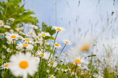 Chamomile flowers against the sky, White wildflowers on a clear day.