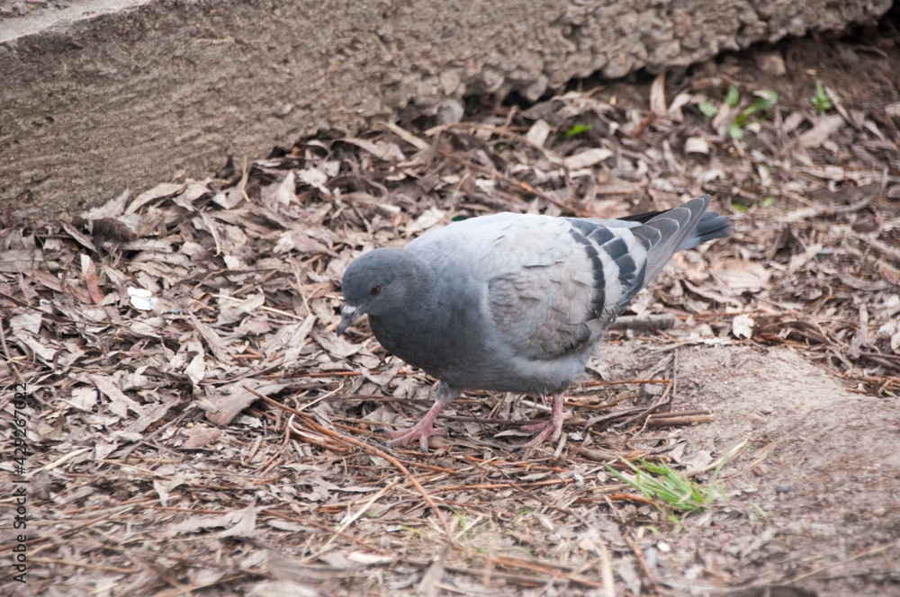 Fototapeta premium The mountain pigeon searches for food in old foliage and branches on the ground.