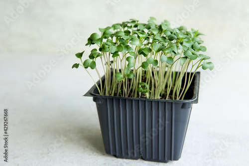 Broccoli sprout seedlings in container. Broccoli plants growing in indoor seed planting container.