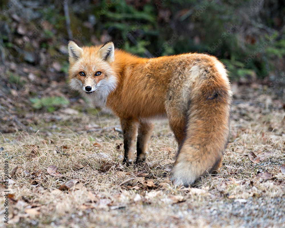 Red Fox Photo Stock. Fox Image. Close-up side view, looking at camera in the spring season with blur background in its environment and habitat displaying bushy tail, fur. Picture. Portrait.