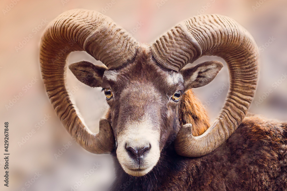Portrait of a ram. Animal with horns. Portrait of a ram. Animal with horns.