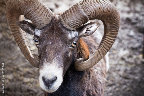 Portrait of a ram. Animal with horns. © OLGA RA