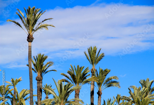 Landscape and palm trees of the hillside of the Vinalopo River photo