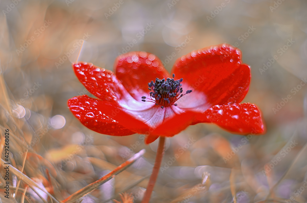 Czerwony kwiat anemon - obrazy, fototapety, plakaty 