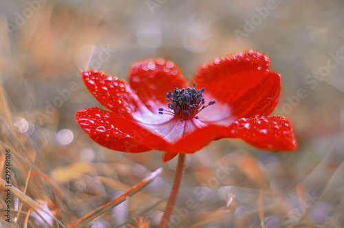 Fiore rosso anemone photo