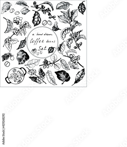 coffee beans, a  hand-drawn coffee beans set , coffee branch, coffee leaves, coffee berries
