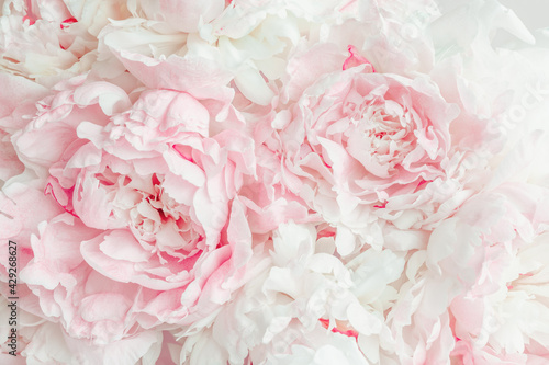 Fototapeta Naklejka Na Ścianę i Meble -  Fluffy pink peonies flowers background