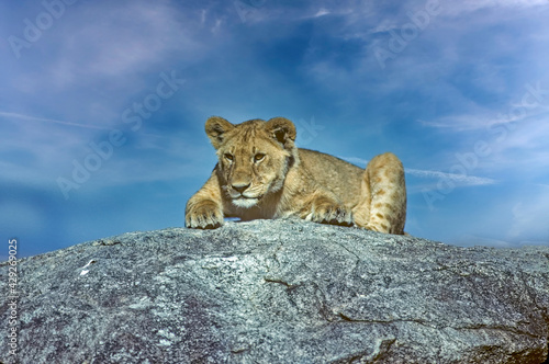Lion cub on kopje in Serengeti