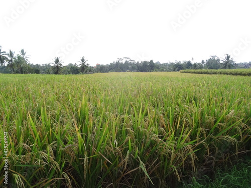 Bali Ubud perfect holiday with rice fields