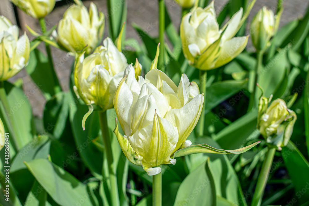 Fototapeta premium Spring flowers in the garden.