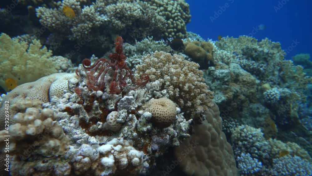 Sea lilies, The marine life of tropical fish. Coral reef. Sea lilies, The marine life of tropical fish. Coral reef.