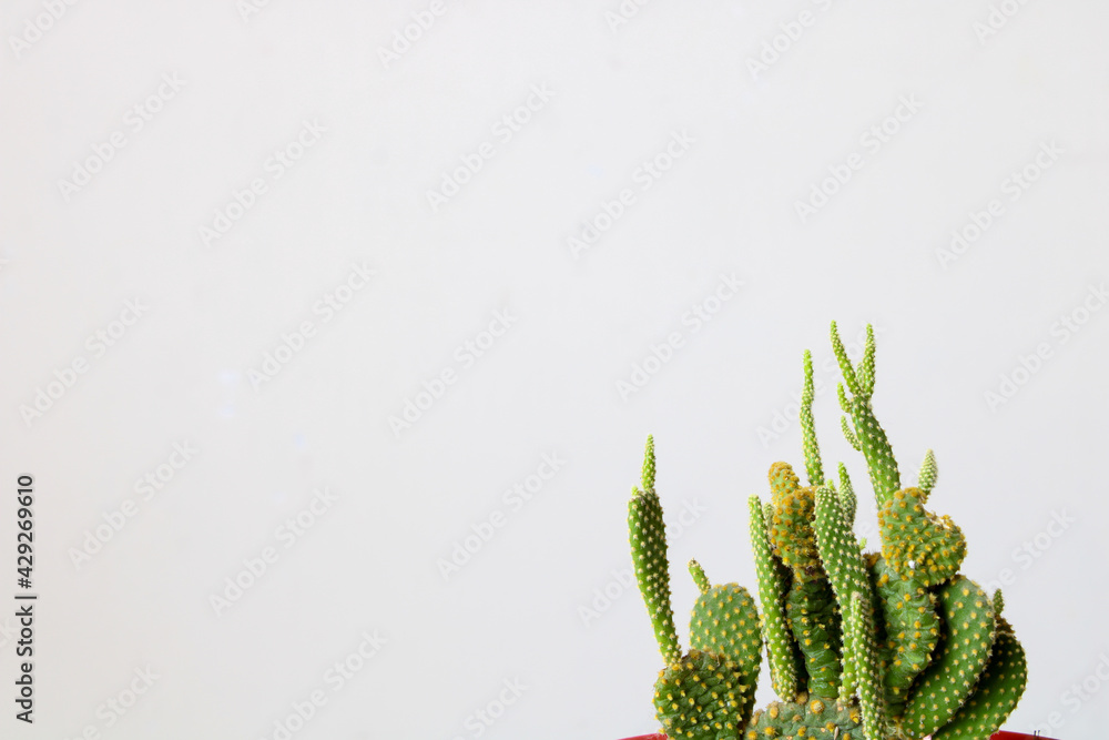 Cactus on white background (succulents)
Cactus on white background (succulents)