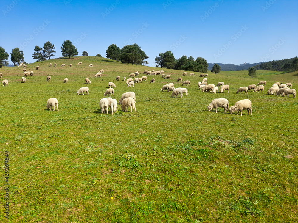 flock of sheep in the field