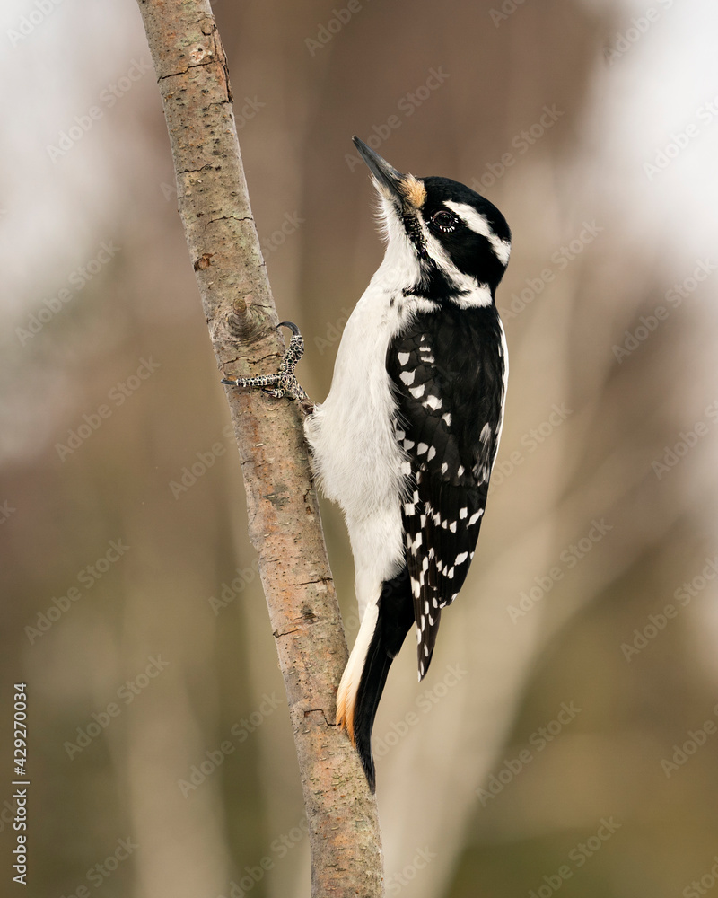 Naklejka premium Woodpecker Stock Photos. Female close-up profile view climbing tree branch and displaying feather plumage in its environment and habitat in the forest with a blur background. Image. Picture. Portrait.