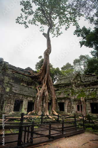  Та Prohm is the largest temple, it rains in the rainy season. Restorers spared banyan trees with their aerial roots. The preserved symbiosis of stone and wood allows us to see Ta Prohm in this form.