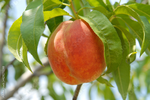 Obraz na plátně peach on peach tree