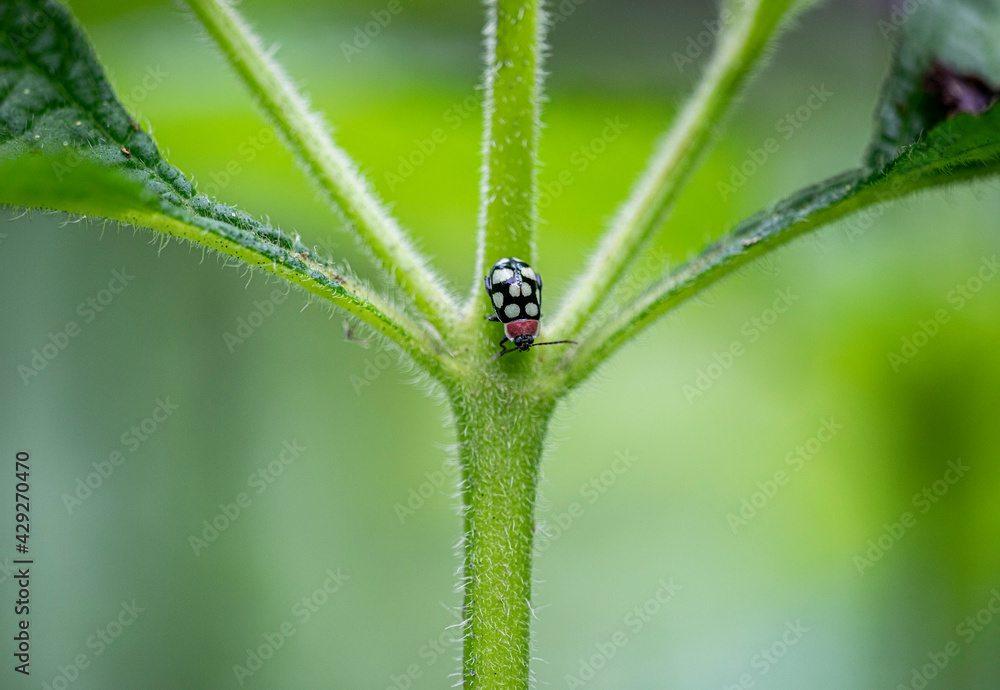 Ladybug Ladybug