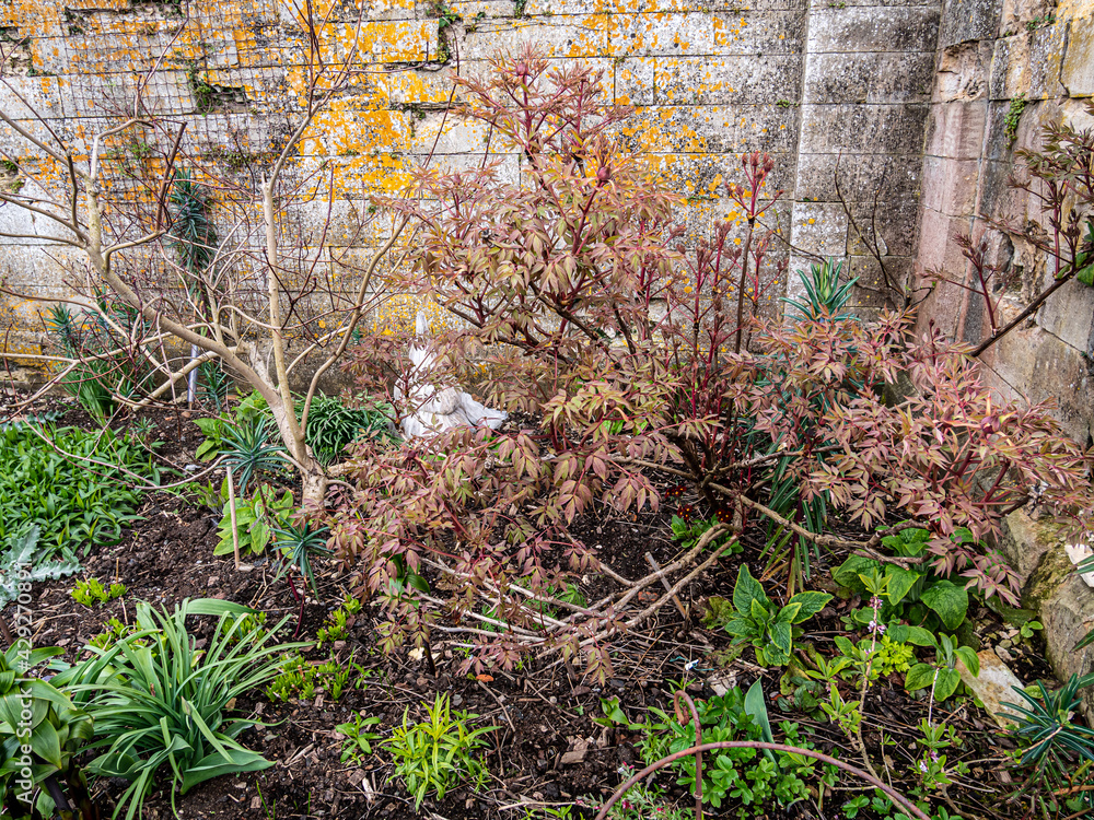 Fototapeta premium Spring flowers in the garden.