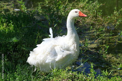 Sebastopol Goose