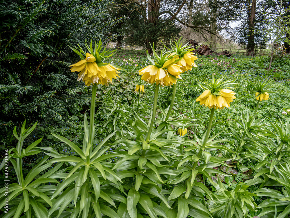 Obraz premium Spring flowers in the garden.