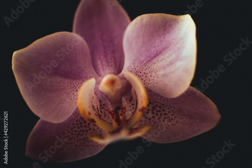 Orchidee Dekoration dark and moody Nahaufnahme