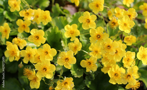Yellow Waldsteinia ternata flowers in springtime.  Barren strawberry