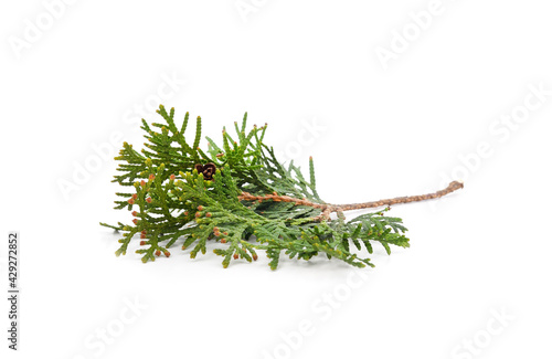 Green branch of thuja.