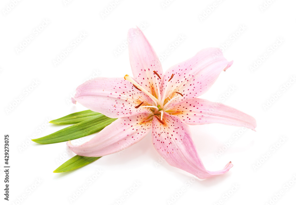 Fototapeta premium Beautiful pink lily.