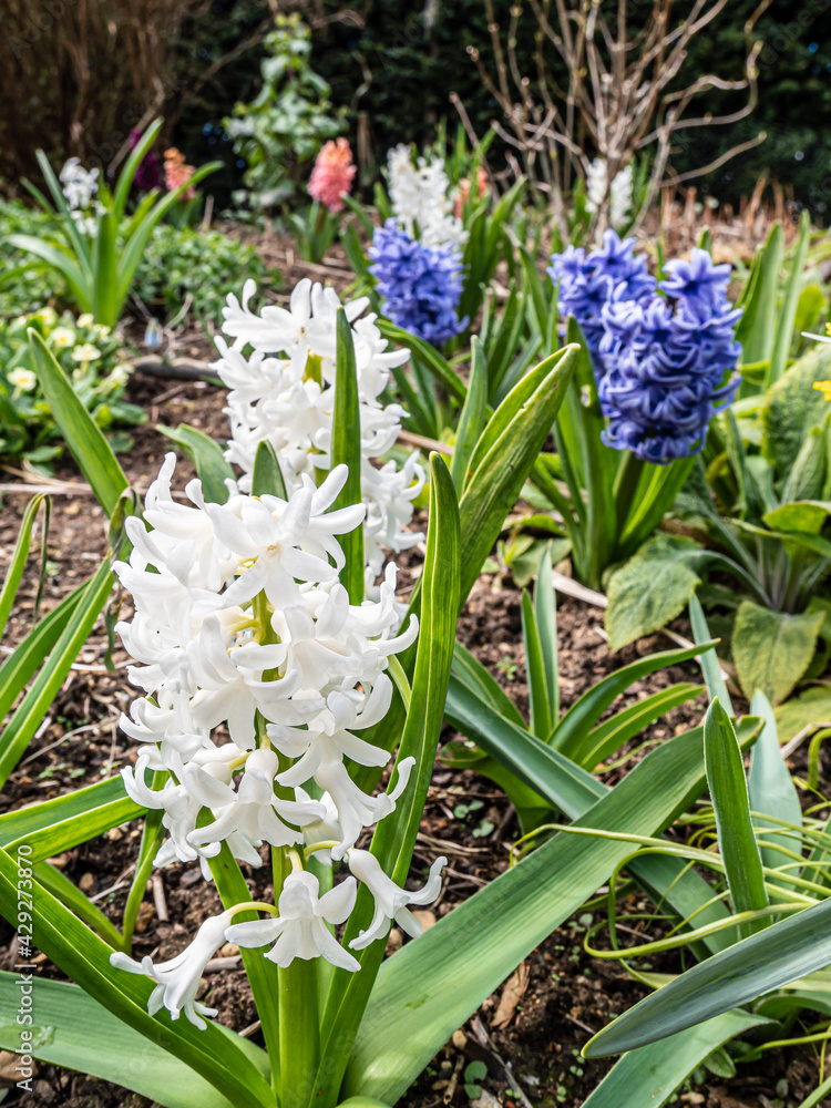 Fototapeta premium Spring flowers in the garden.