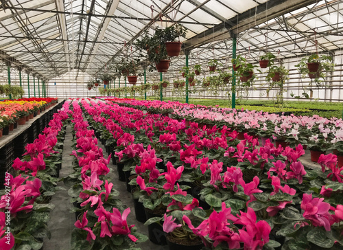 A large number of bright pink cyclamen in flower pots in the greenhouse. In the background - pale pink cyclamen. Seasonal sale of indoor flowers
