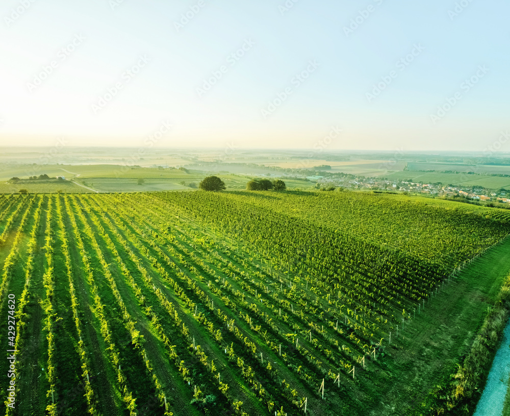 Sunshine morning view of grapes plantation on the slope