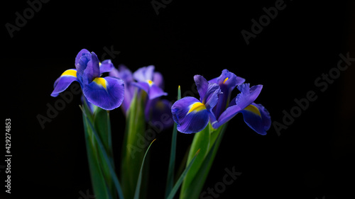 Fototapeta Naklejka Na Ścianę i Meble -  Beautiful blue irises on black background. Image with selective focus